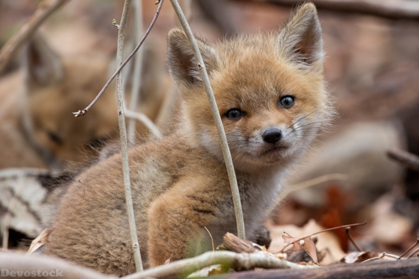 Devostock Little Foxes Cubs Glance Nature 4k
