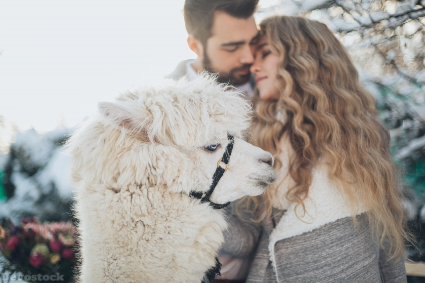 Devostock Love Couples Adult Affection Animal White Llama Snow 4k