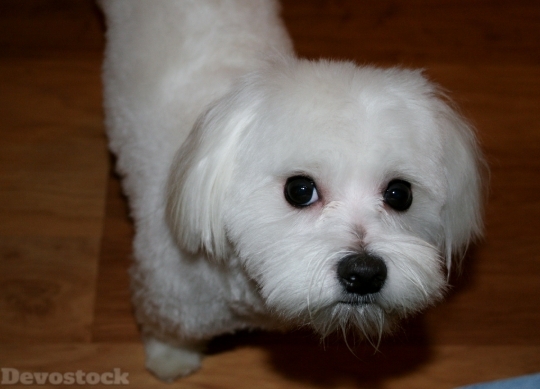 Devostock Maltese White Dog Canine 4K