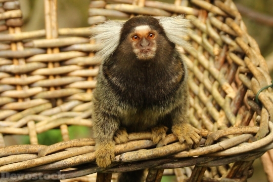 Devostock Marmoset Monkey Animal Mammal 1 4K