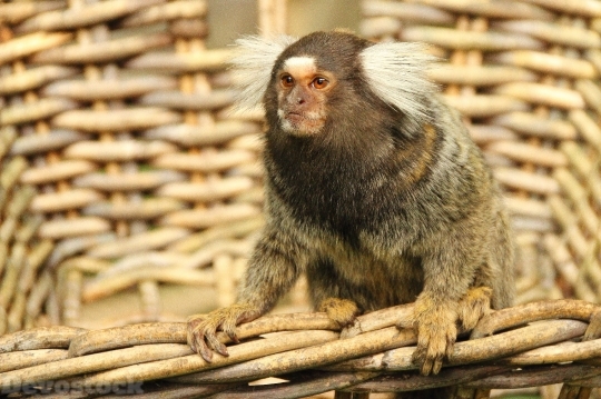 Devostock Marmoset Monkey Animal Mammal 4K