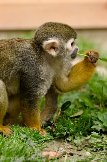 Devostock Monkey Amazon Squirrel Rainforest 0 4K