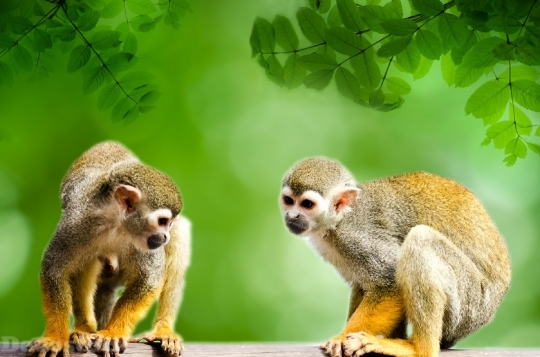 Devostock Monkey Amazon Squirrel Rainforest 4K