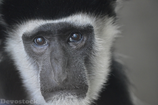 Devostock Monkey Primate Zoo Ape 4K