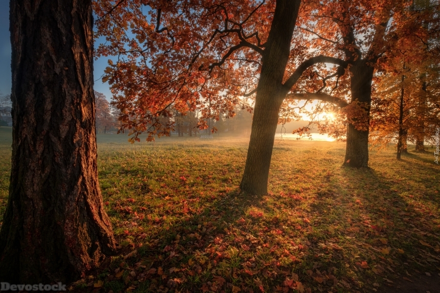 Devostock Nature Autumn Sunset Trees Leaves 4k