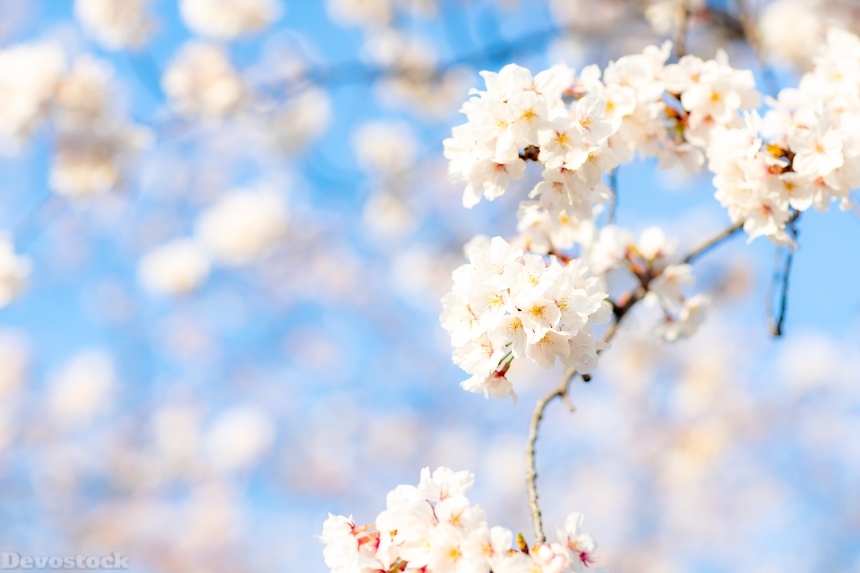 Devostock Nature Blossoms Closeup Bloom Cherry White Flowers 4k
