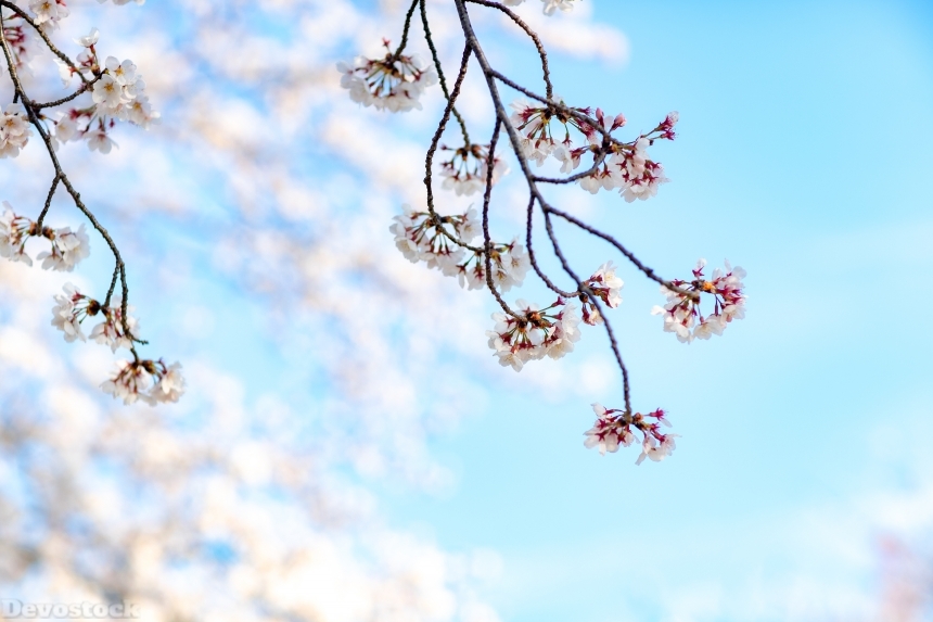 Devostock Nature Blossoms Full Bloom Cherry Blue Sky 4k