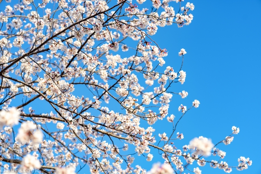 Devostock Nature Blue Sky Bloom Cherry White Flowers 4k