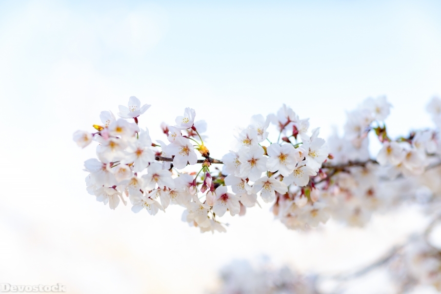 Devostock Nature Full Bloom Cherry Blossoms Sky 4k