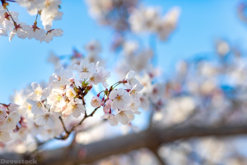 Devostock Nature Full Bloom Cherry White Blossoms Sky 4k