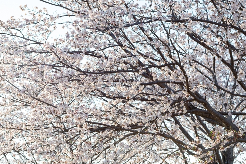 Devostock Nature Full Bloom Tree Cherry Sunlight Blossoms Sky 4k