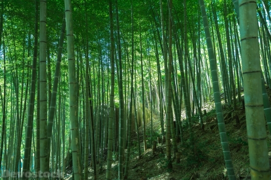 Devostock Nature Green Bamboo Trees 4k