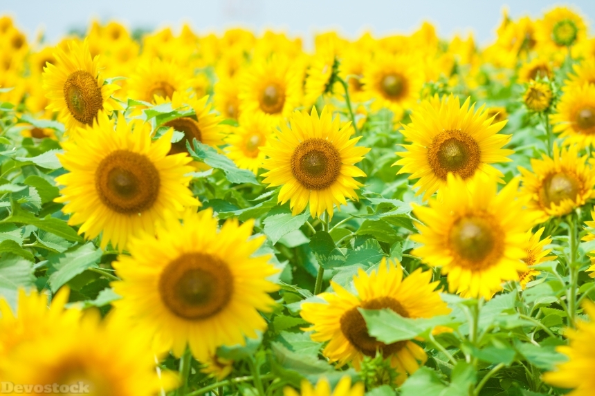 Devostock Nature Outdoor Sunflowers Flowers Summer 4k
