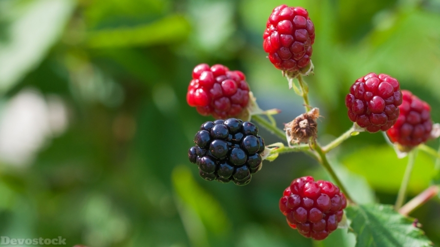 Devostock Nature Raspberry Fruits Plant 4k