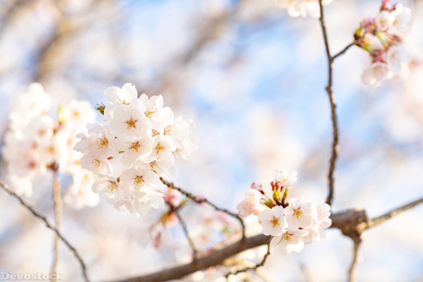 Devostock Nature Spring Full Bloom Cherry Blossoms 4k