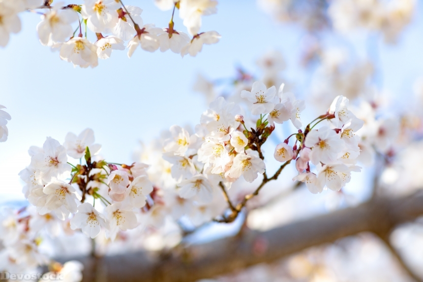 Devostock Nature Spring Full Bloom Cherry Blossoms Sky 4k