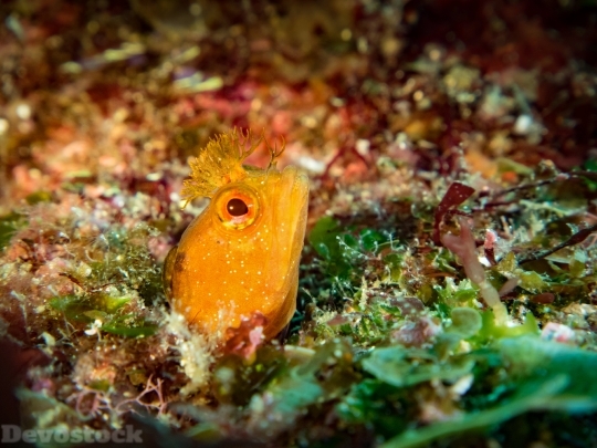 Devostock Nature Under Water Orange Fish Rare 4k