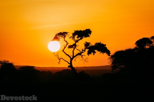 Devostock Nature View Sunset Tree Sky 4K