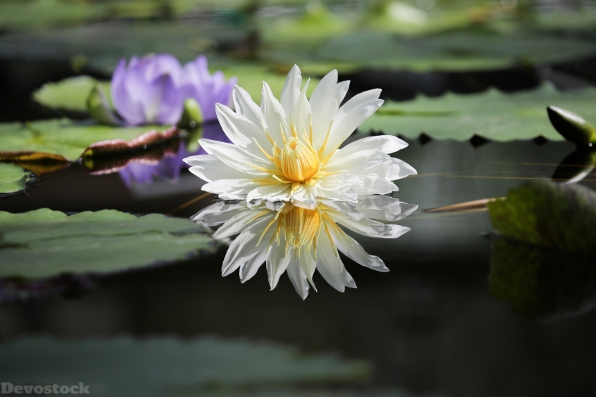 Devostock Nature Water Lilies Lake Reflection Flowers 4k