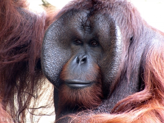 Devostock Orangutan Animal Monkey Zoo 4K