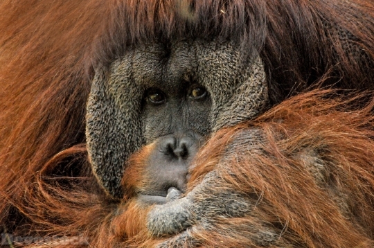 Devostock Orangutan Ape Monkey Primate 4K
