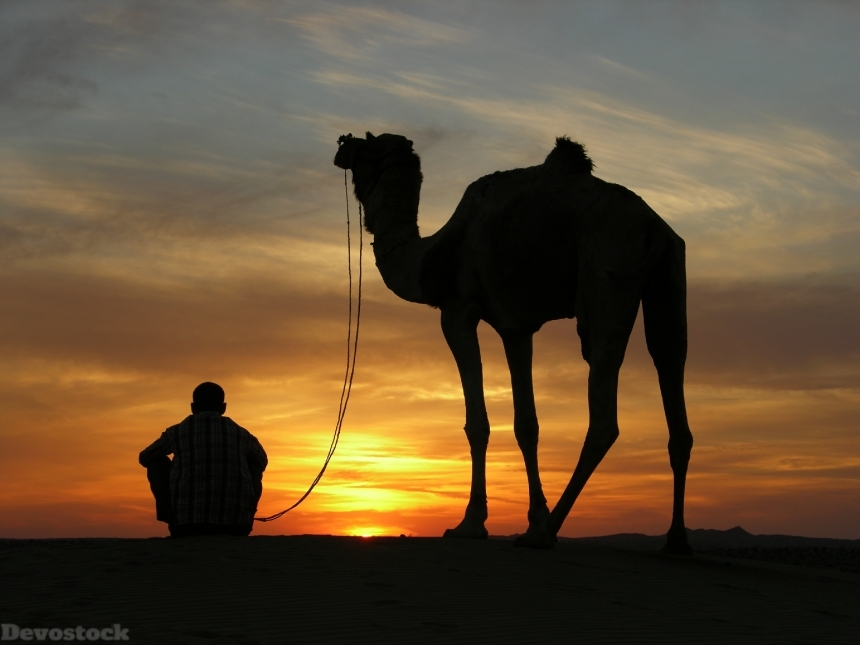 Devostock Outdoor Sky Sunset Desert Camel Man Shadow 4k