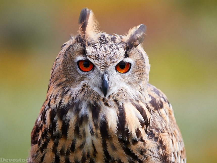 Devostock Owls Eurasian eagle-owl Glance Animal Orange Red Eyes 4k