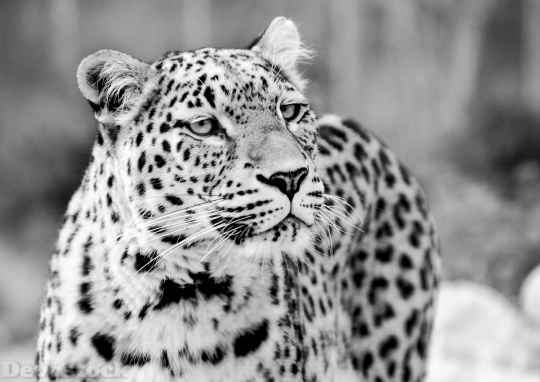 Devostock Persian Leopard Leopard 1615454 4K