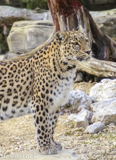 Devostock Persian Leopard Leopard Portrait 0 4K