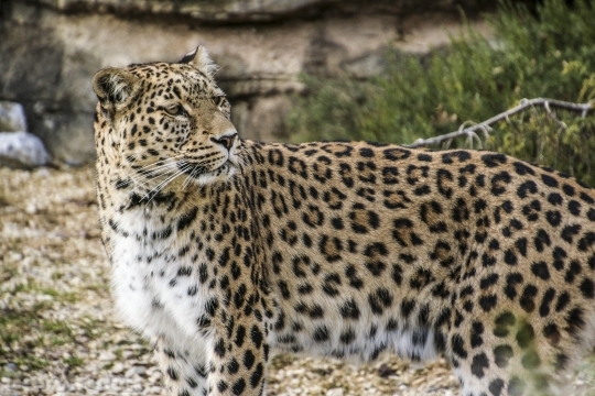 Devostock Persian Leopard Leopard Portrait 1 4K
