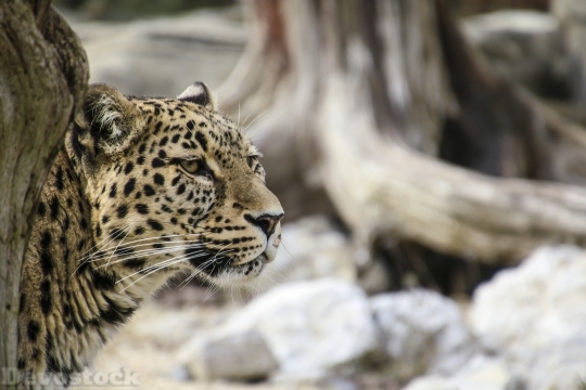 Devostock Persian Leopard Leopard Portrait 2 4K