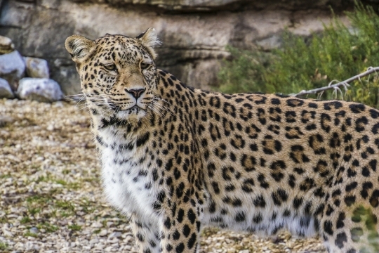 Devostock Persian Leopard Leopard Portrait 4K