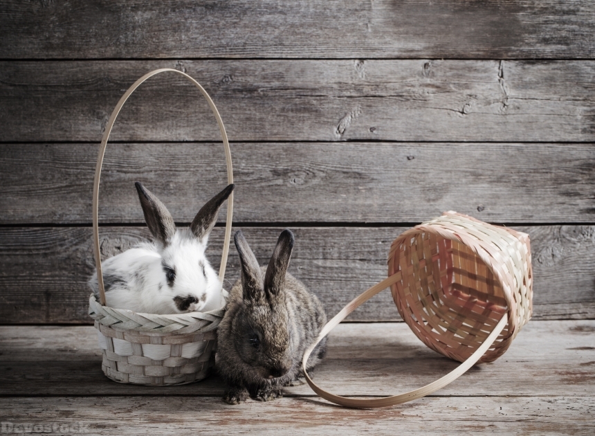 Devostock rabbits on wooden background