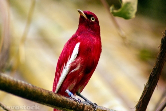 Devostock Rare Red Bird Nature Tree 4k