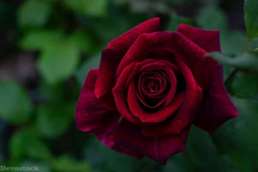 Devostock Roses Closeup Wine Color 4K