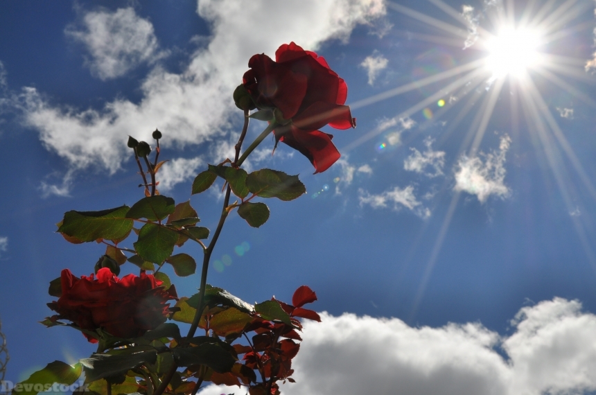 Devostock Roses Sky Wine Color Sun 4K