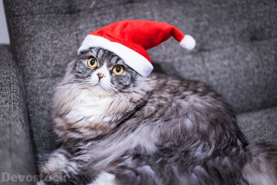 Devostock Santa Claus Cat Christmas  Hat 4k