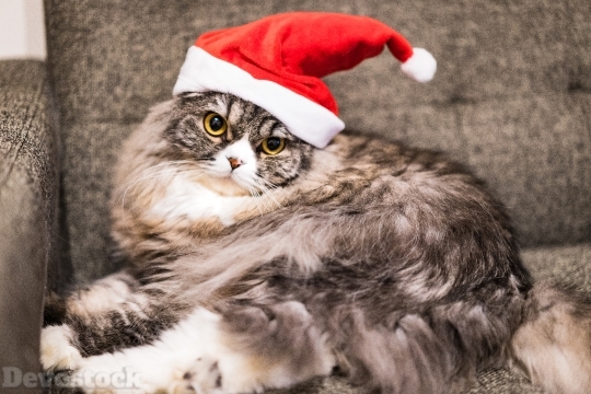 Devostock Santa Claus Cat Christmas Indoor 4k