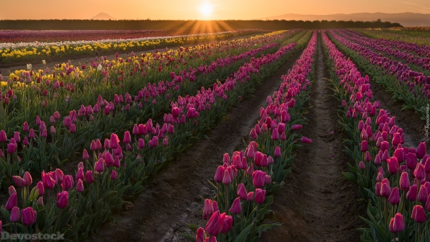Devostock Stunning Nature Purple Tulips Field Sunset 4k