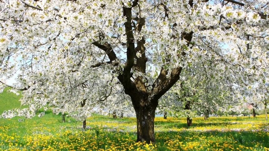 Devostock Stunning Nature Spring Weather Tree White Flowers 4k