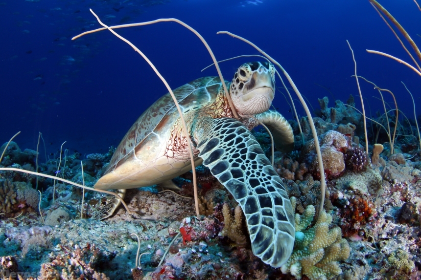Devostock Turtle Underwater World 4K