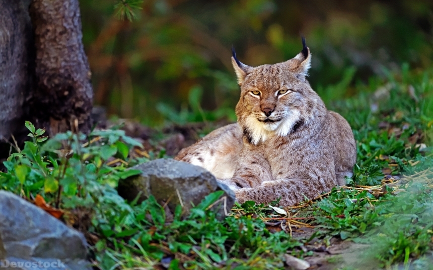 Devostock Whild Cat Nature Outdoor Lynx Glance Animal 4k