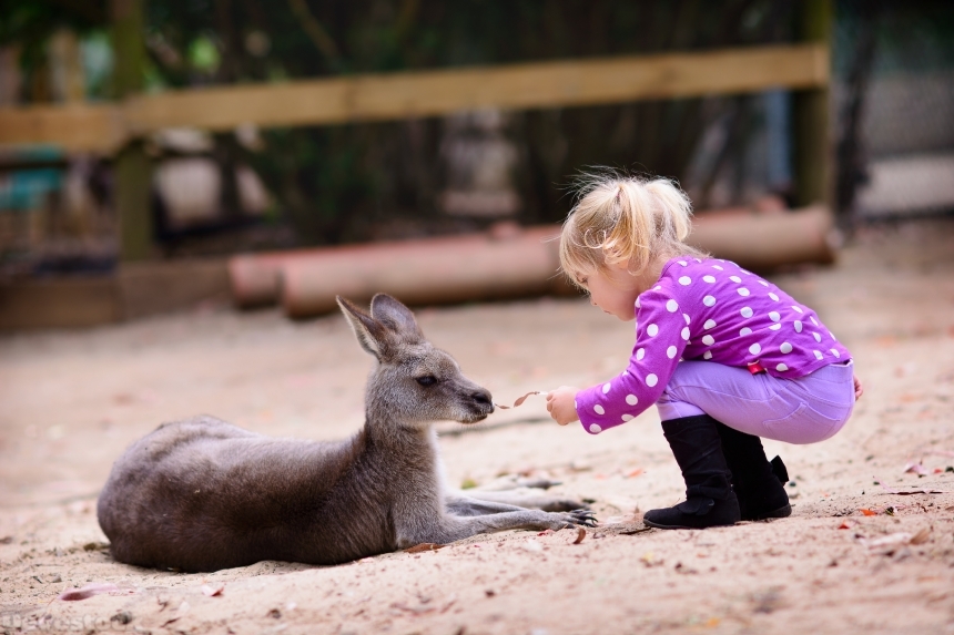 Devostock young girl and kangaroo in the zoo