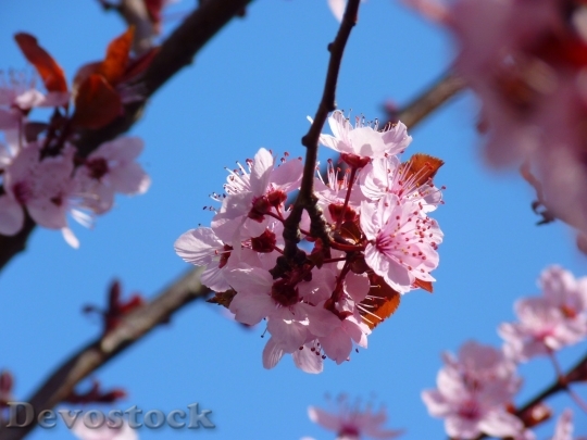 Devostock Almond blossom  (4)