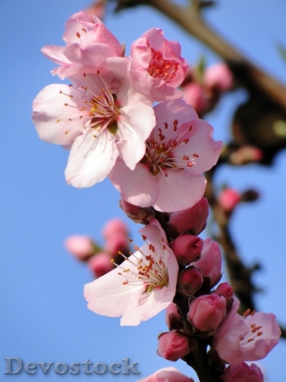 Devostock Almond blossom  (57)