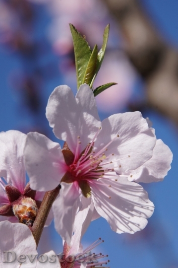 Devostock Almond blossom  (75)