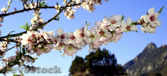 Devostock Almond blossom  (92)