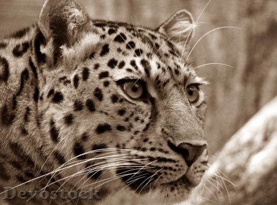 Devostock amur-leopard-sepia-close-53449.jpeg