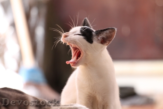 Devostock animal-cat-kitten-funny-56857.jpeg