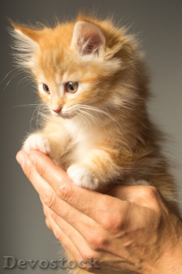 Devostock animal-cute-kitten-cat